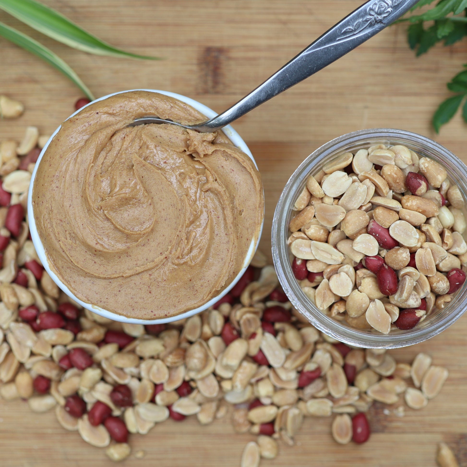 two jars, one with fresh milled peanut butter, and one with peanuts. peanuts scattered on the wood table table around the jars. plant leaves kiss the frame of the photo