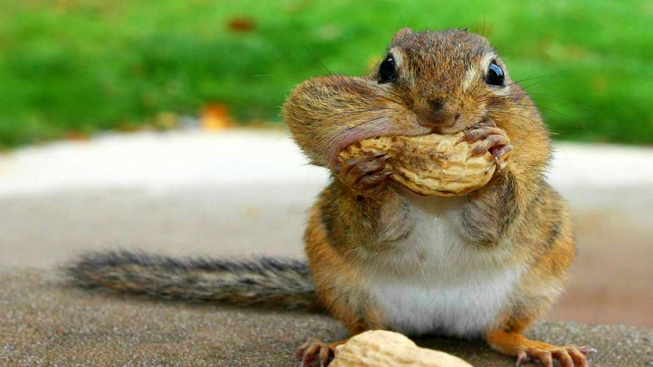 Enjoy some of our nutty deals!